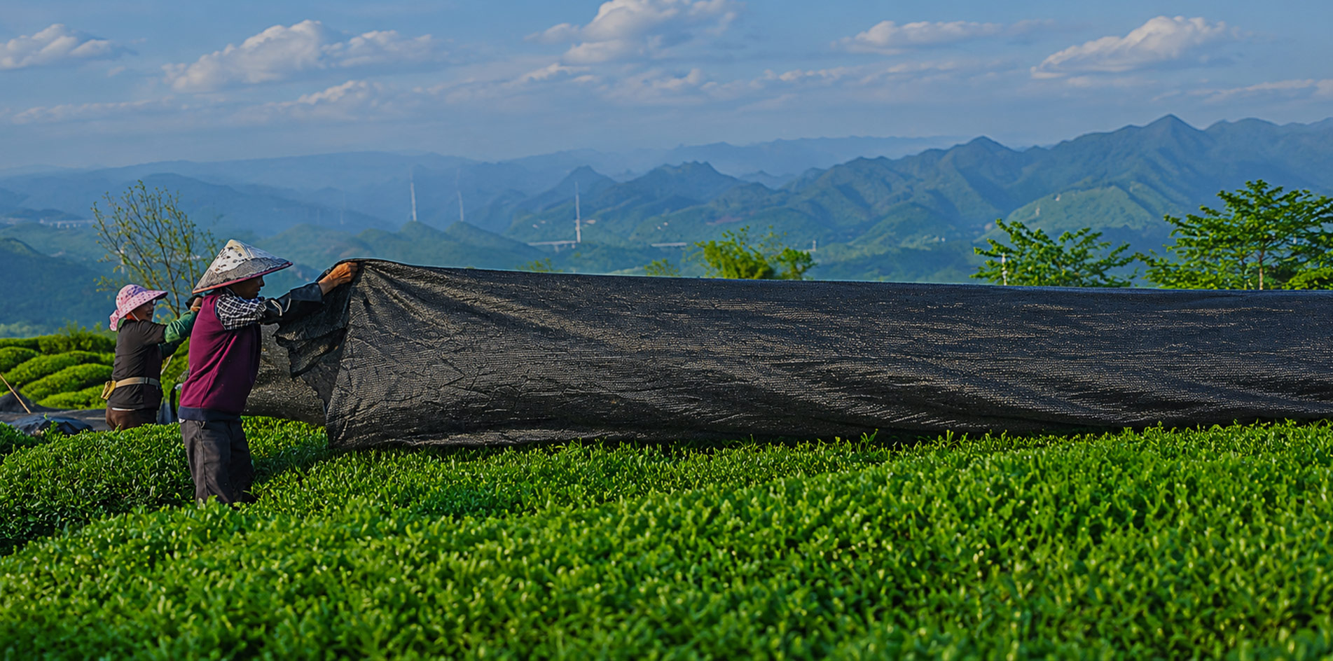 抹茶 - Matcha – Image 4